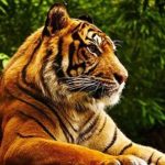 Antica storia buddhista – I tre fratelli e la tigre
